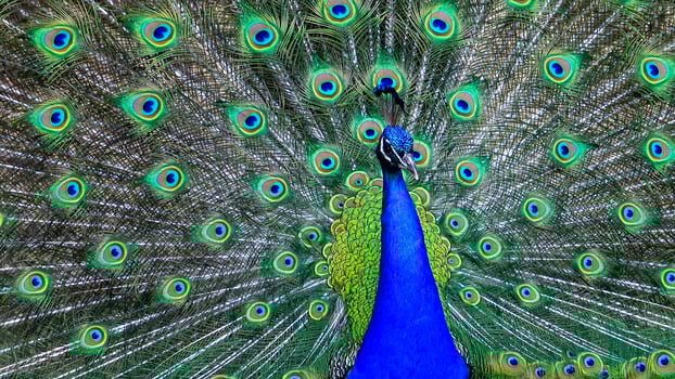The Indian blue peafowl, Peacock Pavo cristatus, male with open bright tail plumage photo