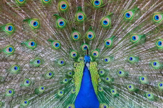 The Indian blue peafowl, Peacock Pavo cristatus, male photo