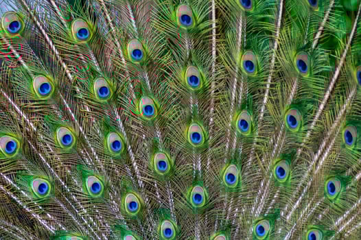 Close-up of feathers, male The Indian blue peafowl, Peacock Pavo cristatus photo