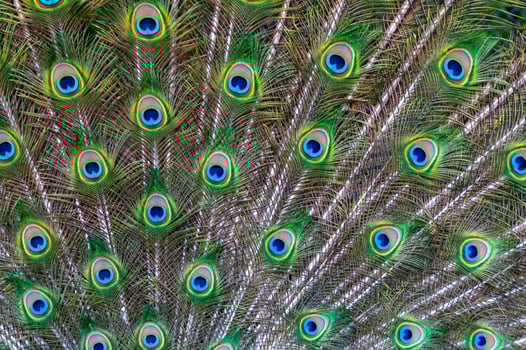 Close-up of feathers, male The Indian blue peafowl, Peacock Pavo cristatus photo