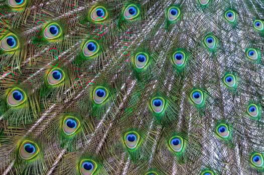 Close-up of feathers, male The Indian blue peafowl, Peacock Pavo cristatus photo