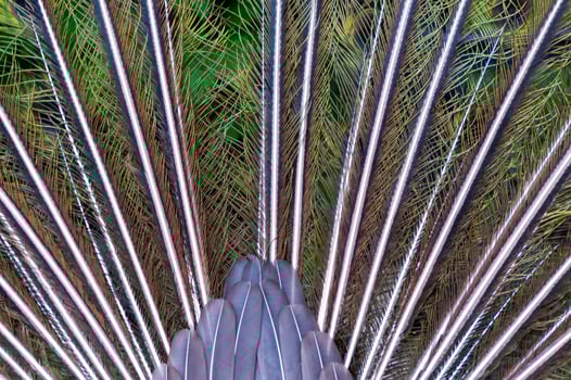 Close-up, rear view, The Indian blue peafowl, Peacock Pavo cristatus, Askania-Nova photo
