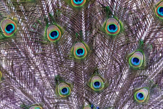 Close-up of feathers, male The Indian blue peafowl, Peacock Pavo cristatus photo