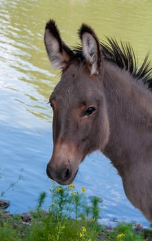 Domestic donkey walks freely in the zoo, Askania-Nova, Ukraine photo