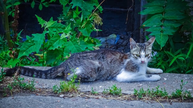 Homeless cat living on the street on the territory of the Kuyalnik sanatorium photo