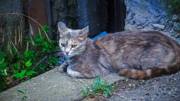 Homeless cat living on the street on the territory of the Kuyalnik sanatorium photo