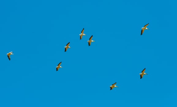 A flock of white pelicans circle high in the sky photo