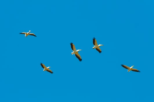 A flock of white pelicans circle high in the sky photo