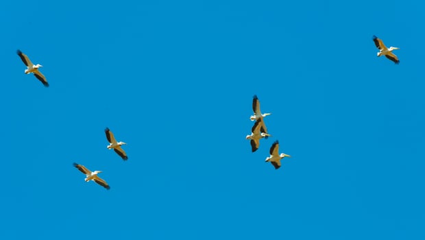 A flock of white pelicans circle high in the sky photo