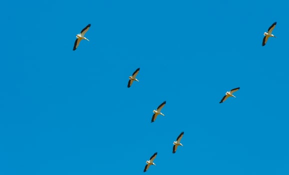 A flock of white pelicans circle high in the sky photo