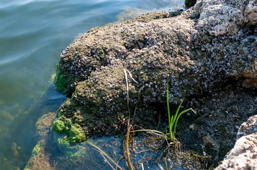 Green algae and molluscs of Dreissena polymorpha on stones in a slowly flowing river, Ukraine photo
