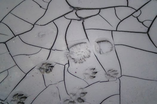 Animal footprints and human feet on the drying mud in the Kuyalnik Estuary, where salt was mined in the 18th century photo