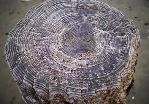 Annual rings on the remains of wooden piles preserved with common salt in the Kuyalnik estuary photo
