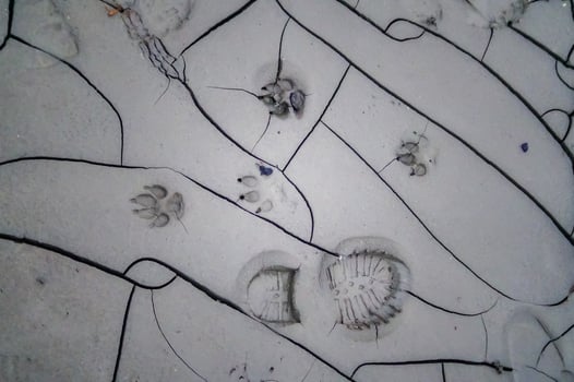 Animal footprints and human feet on the drying mud in the Kuyalnik Estuary, where salt was mined in the 18th century photo