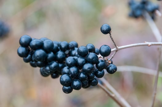 Ligustrum vulgare -wild privet, European privet, black berries on bush twigs photo