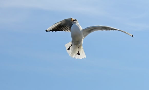 Birds of Ukraine.Gulls fly against the blue sky. Wintering waterfowl photo