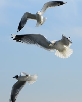 Birds of Ukraine.Gulls fly against the blue sky. Wintering waterfowl photo