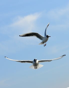 Birds of Ukraine.Gulls fly against the blue sky. Wintering waterfowl photo