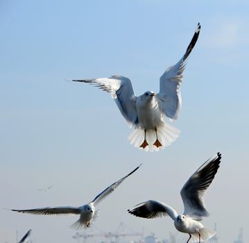 Birds of Ukraine.Gulls fly against the blue sky. Wintering waterfowl photo