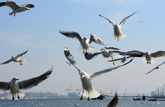 Birds of Ukraine.Gulls fly against the blue sky. Wintering waterfowl photo