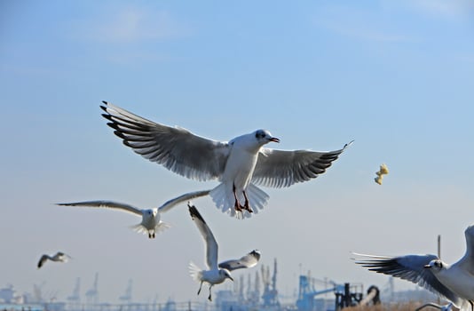 Birds of Ukraine.Gulls fly against the blue sky. Wintering waterfowl photo