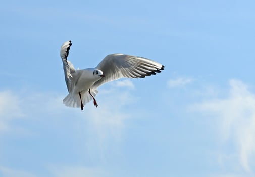 Birds of Ukraine.Gulls fly against the blue sky. Wintering waterfowl photo