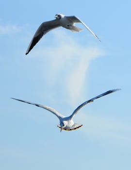 Birds of Ukraine.Gulls fly against the blue sky. Wintering waterfowl photo