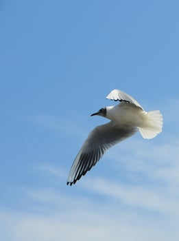 Birds of Ukraine.Gulls fly against the blue sky. Wintering waterfowl photo