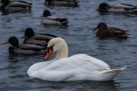 The mute swan Cygnus olor, an adult bird with a red beak swims in the sea photo