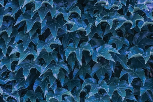 blue ivy leaves close up. texture and background for designers photo