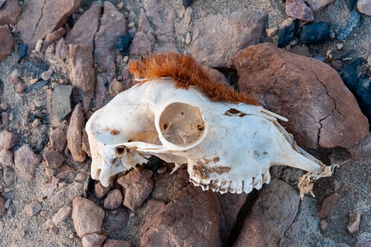 White animal skull with preserved skin in the desert in Egypt photo