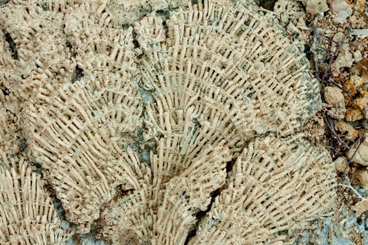 Calcareous skeleton of dead corals. Marsa Alam, Abu Dabab, Egypt photo