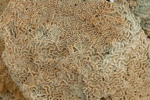 Calcareous skeleton of dead corals. Marsa Alam, Abu Dabab, Egypt photo
