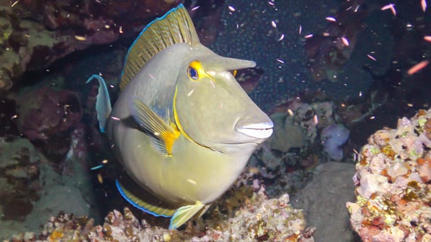 Shot-nose unicomfish Naso unicornis, Fish at night slowly swims over the reef. Red Sea photo