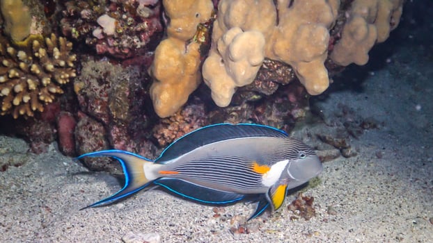 Acanthurus Sohal - fish swims among the corals on the reef in the Red Sea photo