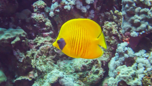 Masced butterflyfish Chaetodon semilarvatus on a coral reef photo