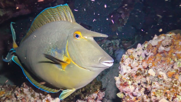 Shot-nose unicomfish Naso unicornis, Fish at night slowly swims over the reef. Red Sea photo