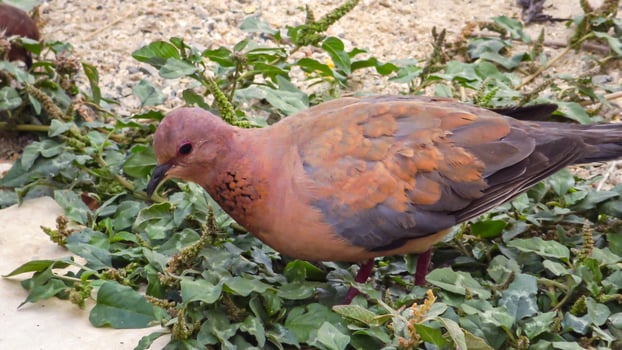 Egyptian pigeons on the territory of the hotel, tame birds photo