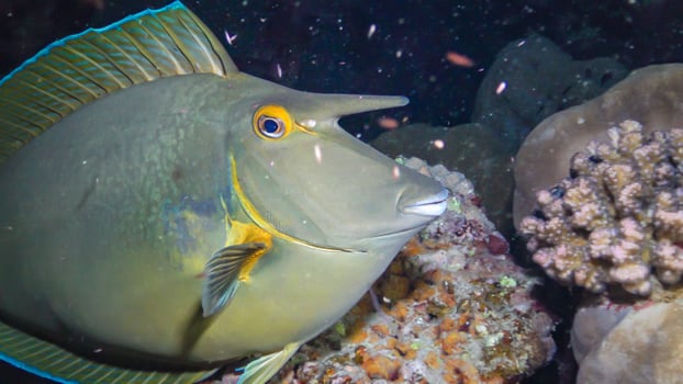 Shot-nose unicomfish Naso unicornis, Fish at night slowly swims over the reef. Red Sea photo