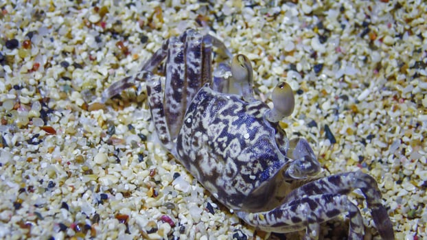 Young Red Sea ghost crab Ocypode saratan, crab runs along the sand, burrows in the sand photo
