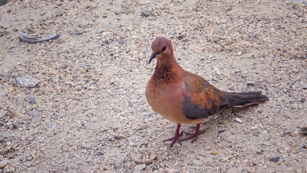 Egyptian pigeons on the territory of the hotel, tame birds photo