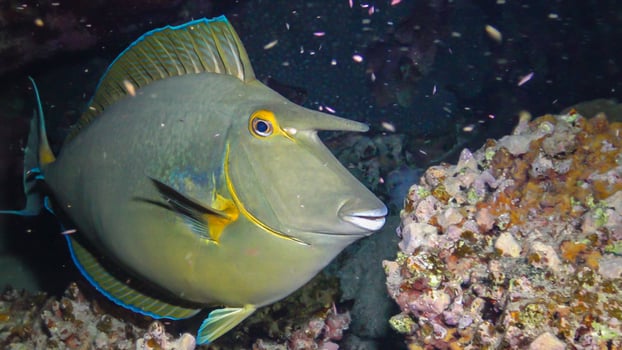 Shot-nose unicomfish Naso unicornis, Fish at night slowly swims over the reef. Red Sea photo