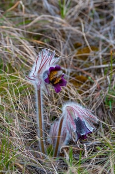 Eastern pasqueflower, cutleaf anemone - Pulsatilla patens - blooming in spring among the grass in the wild photo