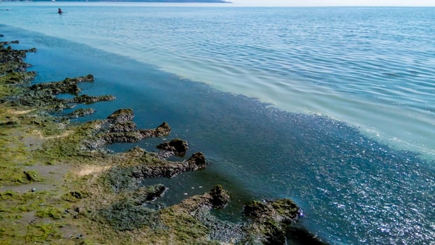 Eutrophication of the Black Sea, rotting macrophyte algae near the shore, pollution of beaches photo