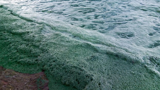 Storm washed up on the Black Sea a toxic blue-green algae Nodularia spumigena photo