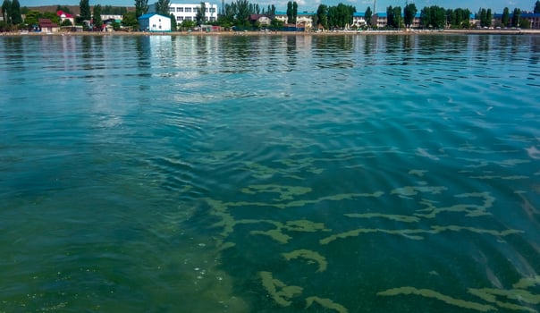 Algae float on the surface of the water in the Black Sea, a toxic blue-green algae Nodularia spumigena photo