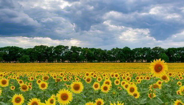 A field with blooming sunflowers. The common sunflower Helianthus annuus. Bolgradsky district, Odessa region photo
