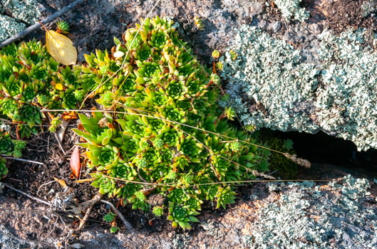 Houseleeks plants Sempervivum ruthenicum, forever alive, Succulent plant photo