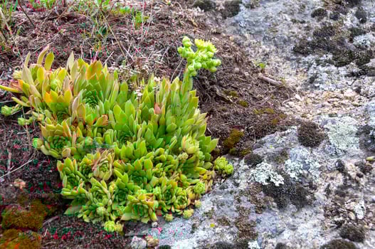 Houseleeks plants Sempervivum ruthenicum, forever alive, Succulent plant photo