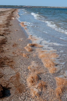 Water bloom, algae thrown onto the sandy shore during the period of mass development of algae in Tiligul estuary photo